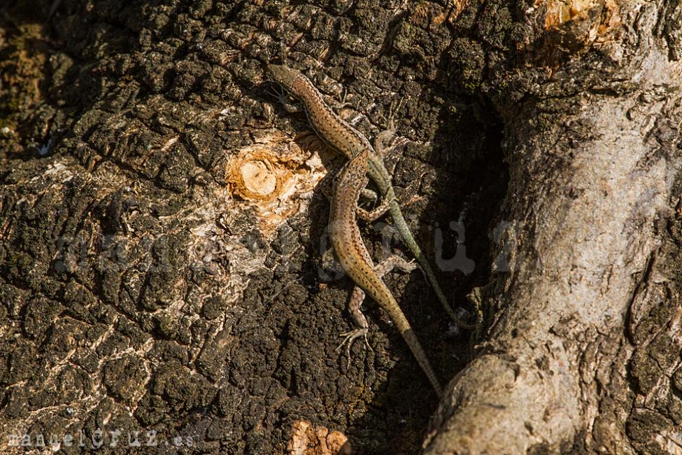 Lagartija andaluza (Podarcis vaucheri)